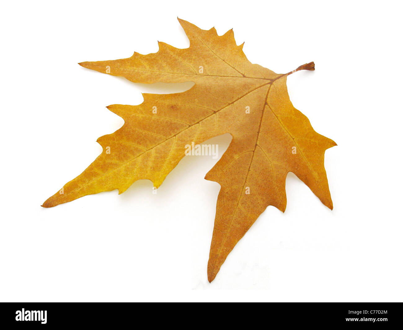 Feuille d'érable jaune Banque D'Images