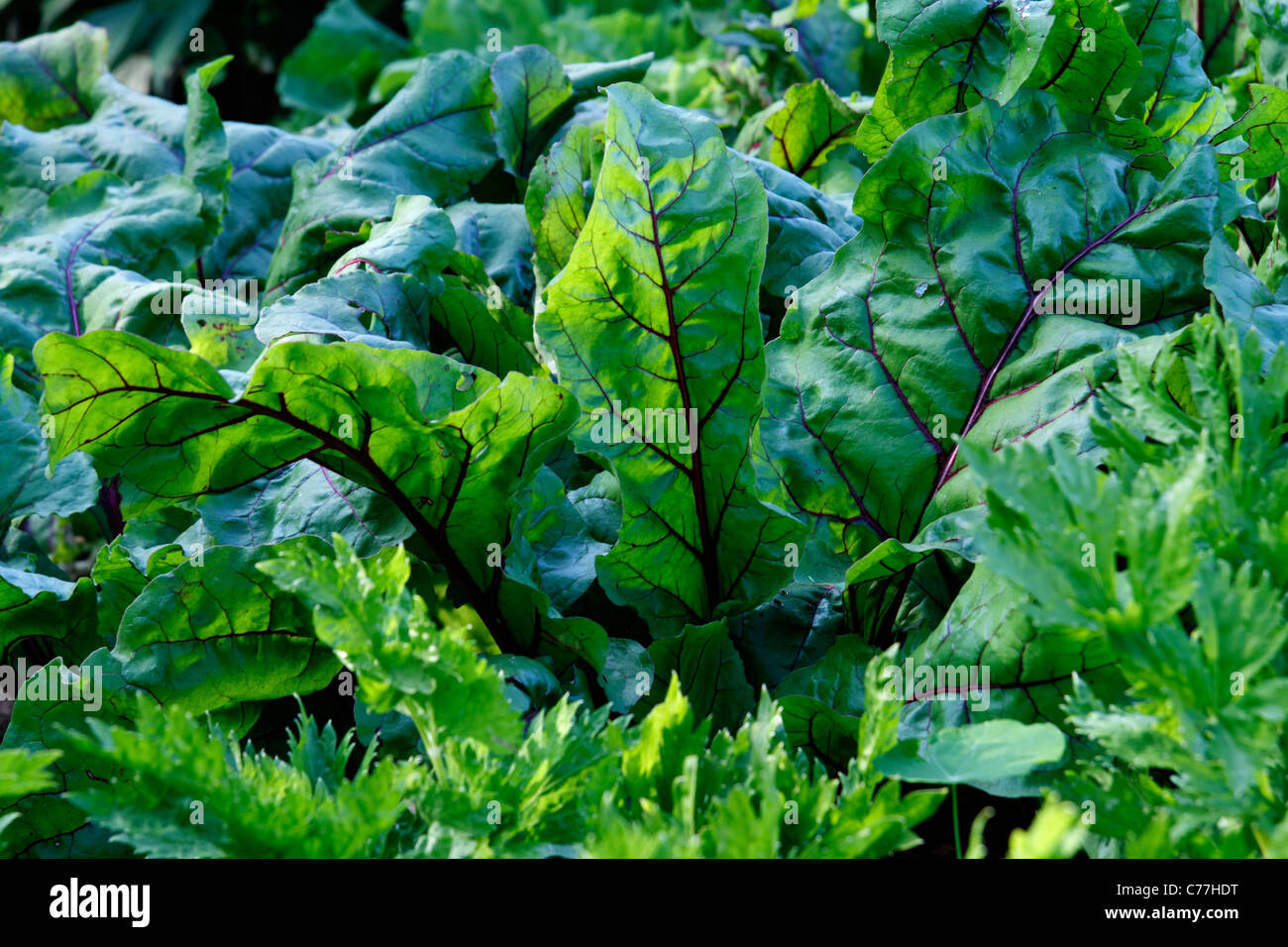 Betterave (Beta vulgaris var. rubra) croissant, potager. Banque D'Images