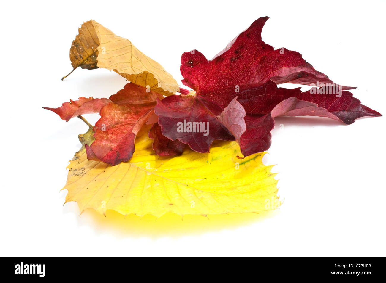 Les feuilles d'automne de différentes nuances et couleurs Banque D'Images