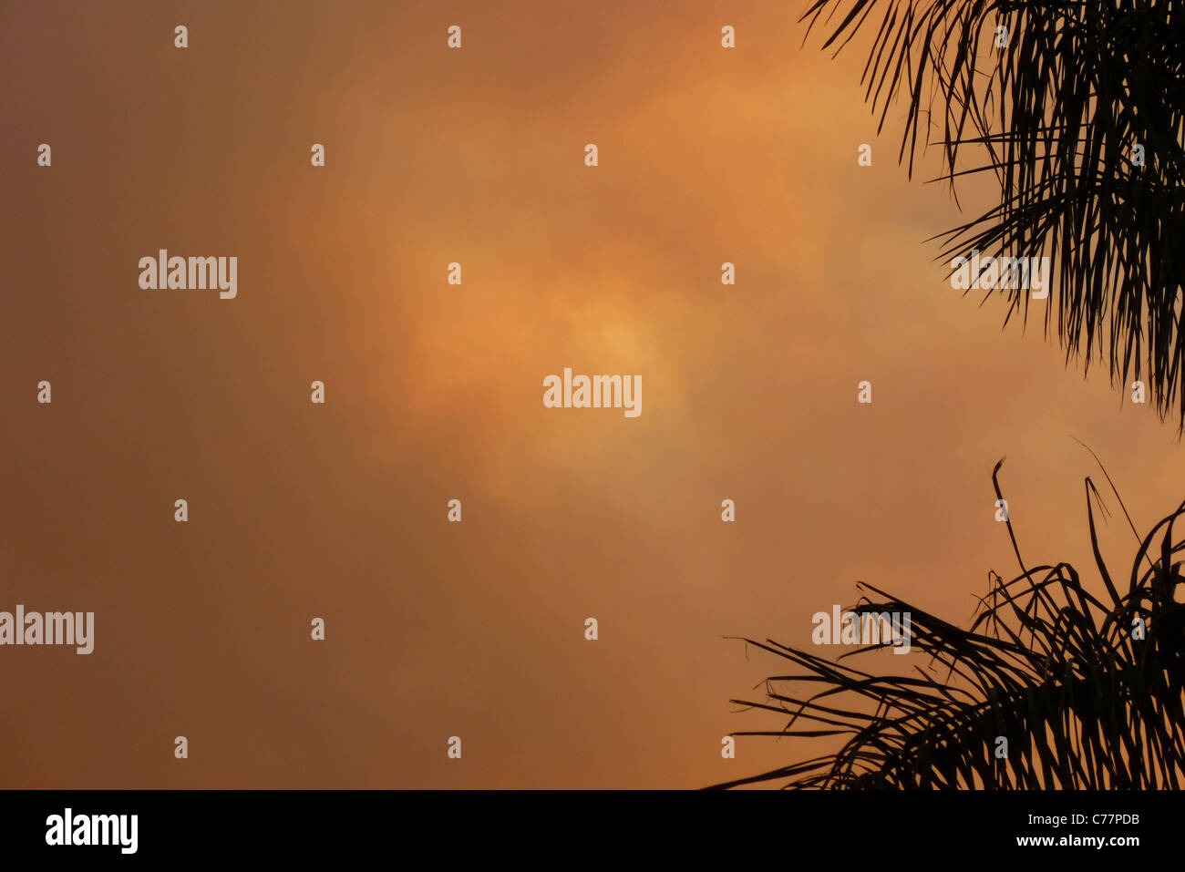 Nuage de fumée, feu brûler dans le jardin botanique, bloque le soleil, Brasilia, Brésil Banque D'Images