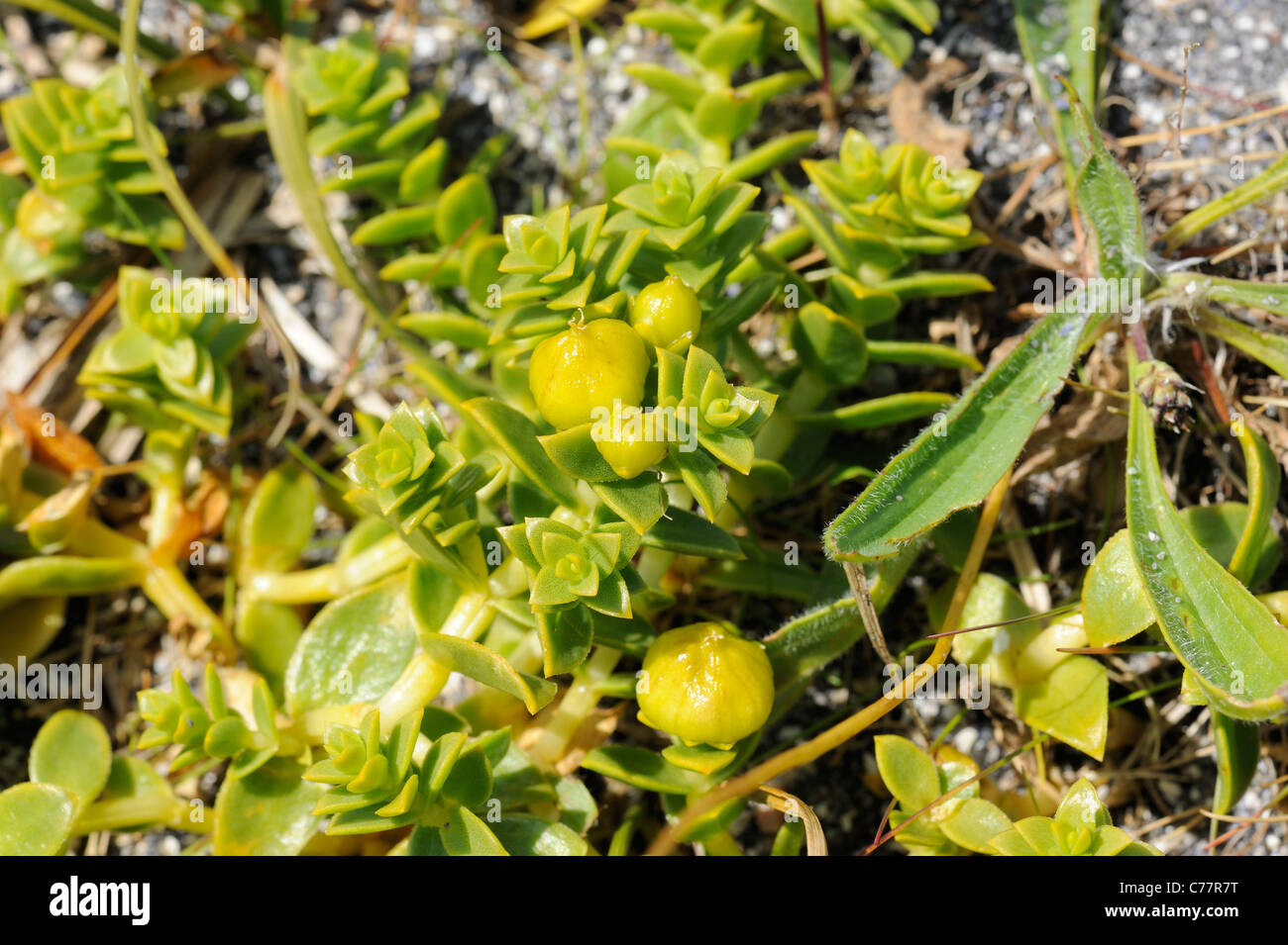 Sabline Mer, Honckenya peploides - fruits Banque D'Images