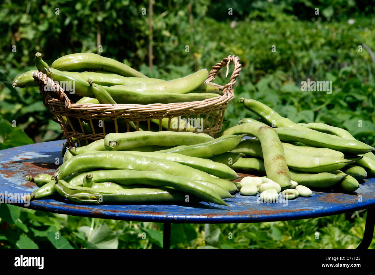 Récolter les fèves (Vicia faba). Banque D'Images