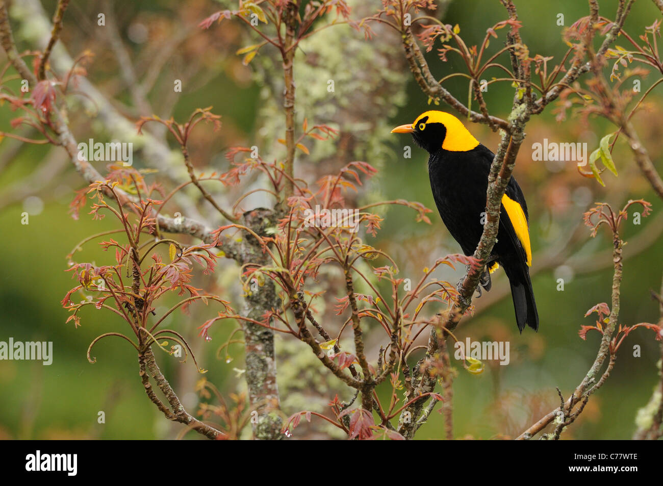 Oiseau Regent Sericulus chrysocephalus homme photographié dans le Queensland, Australie Banque D'Images