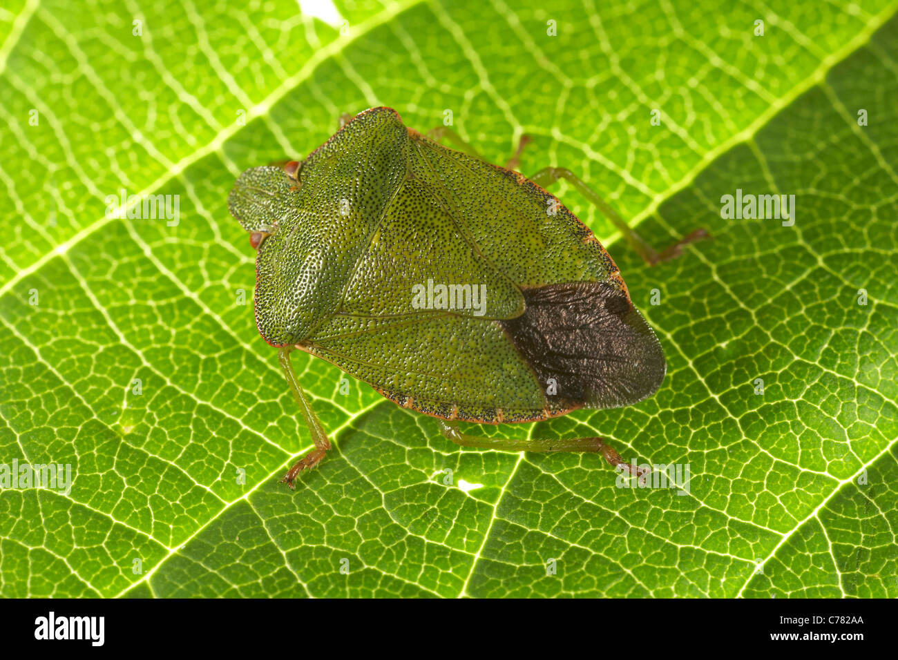 Green Shield Bug, Palomena prasina sur une feuille, UK Banque D'Images
