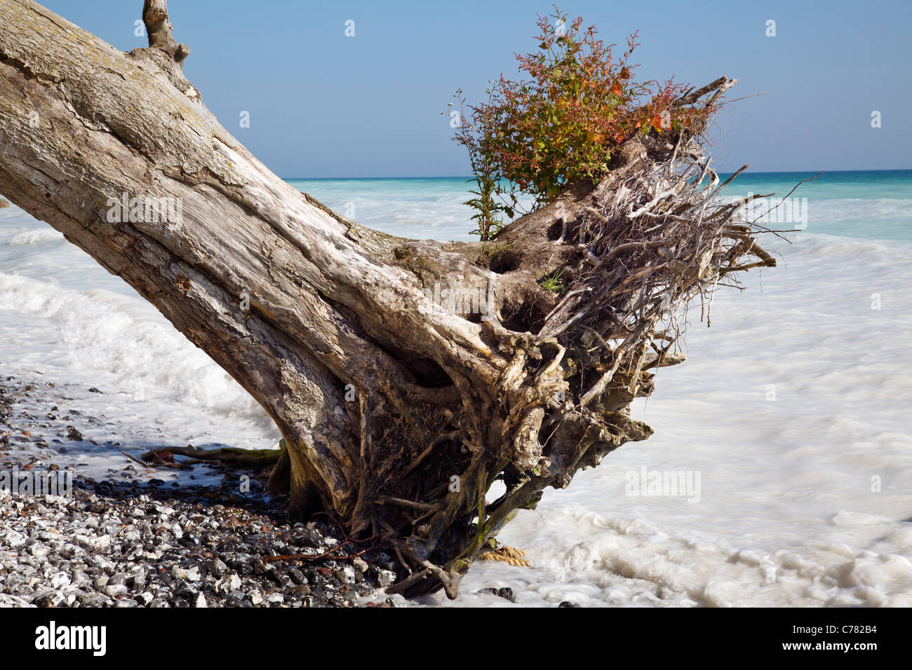 Arbre tombé par Falaises de craie, le Parc National de Jasmund, Ruegen, Mecklenburg Vorpommern, Allemagne Banque D'Images