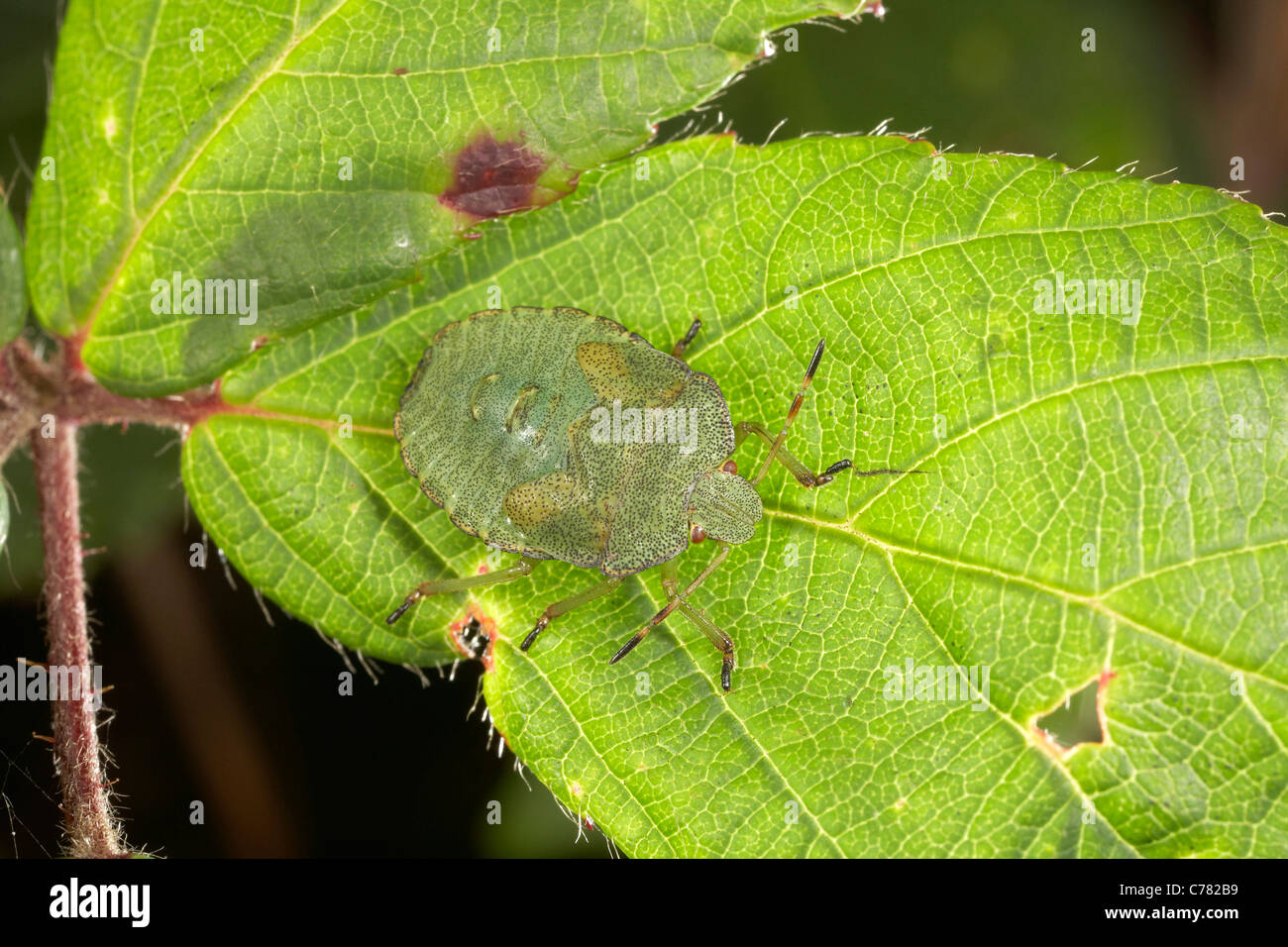 Green Shield Bug, Palomena prasina sur une feuille, UK Banque D'Images