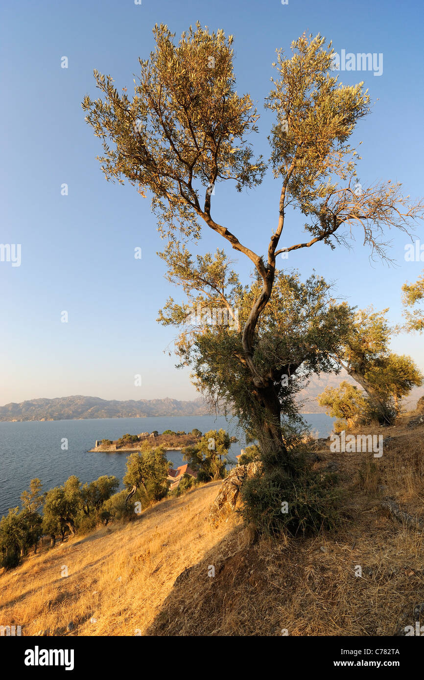 Bafa Bafa Goelue, Lac, Çamiçi Goelue avec Kapıkırı Muğla Province, l'Île, Aydın, côte de la Mer Egée du Sud, Europe, Moyen-Orient, Asie Banque D'Images