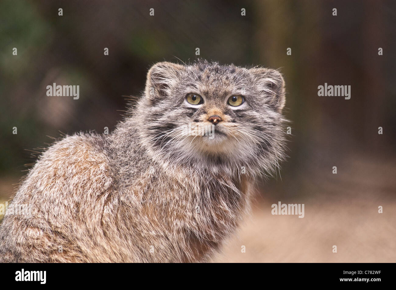 Pallas cat en captivité Banque D'Images