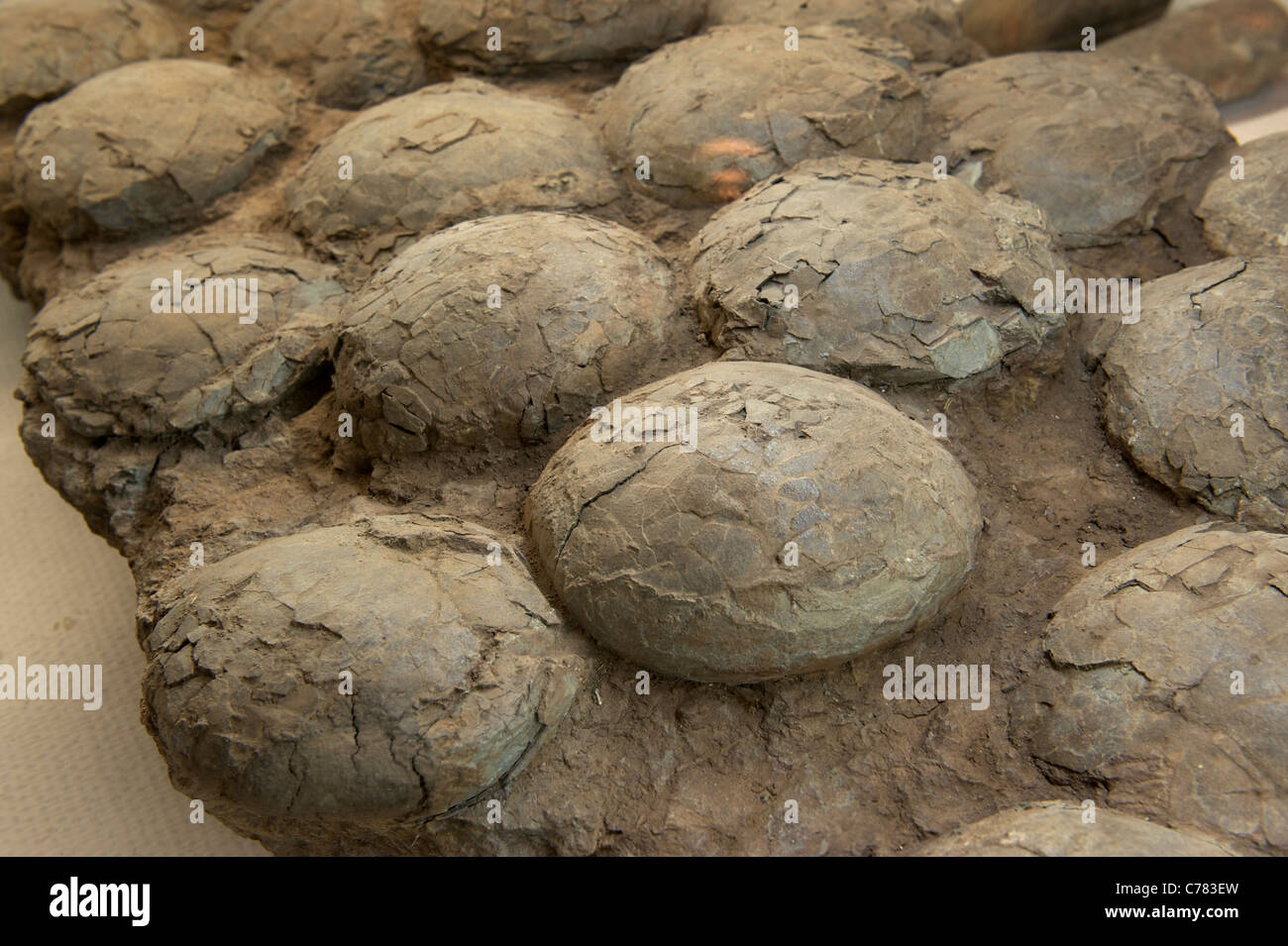 - Dendroolithus sanlimiaoensis fossile Fang au Musée Géologique de Chine. 2011 Banque D'Images