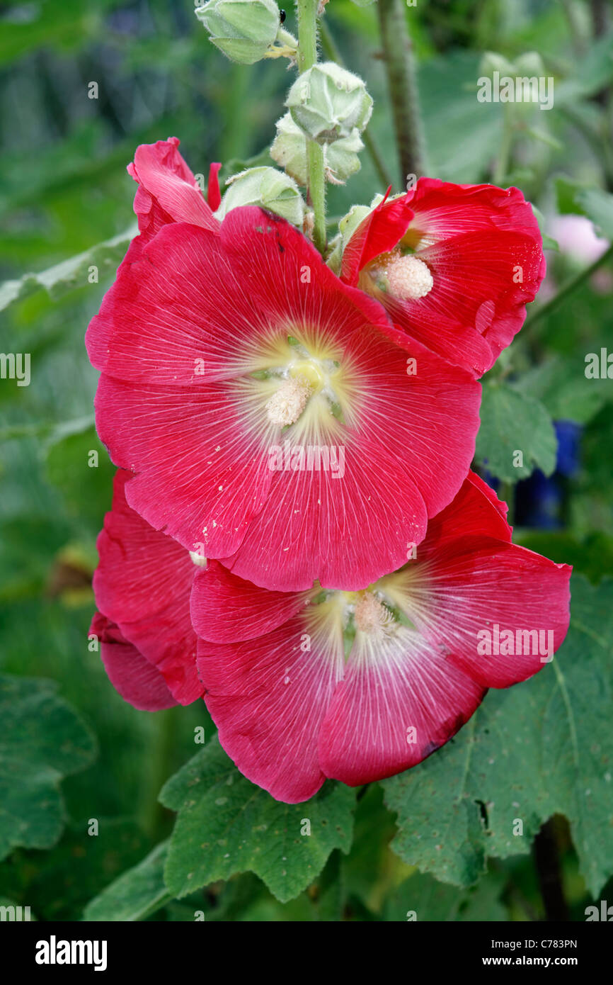 La mauve fleur dans un jardin en été (Alcea rosea). Banque D'Images
