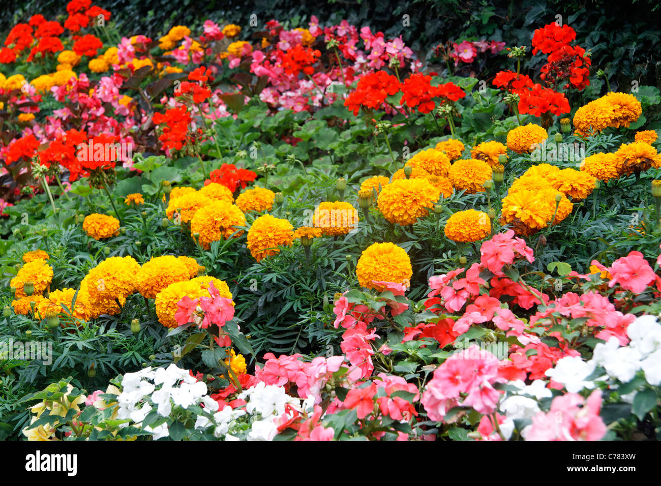 Annuel massif fleur dans un jardin : marigold (Tagetes), oeillet d'Inde (Tagetes patula) l'Impatience (Impatiens), Pelargonium Banque D'Images