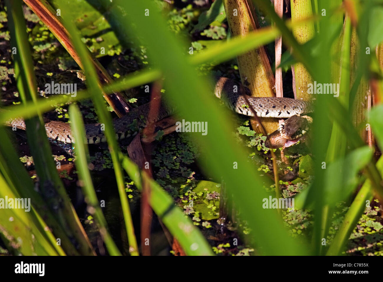 Couleuvre à collier mangeant le têtard de la grenouille des marais Banque D'Images