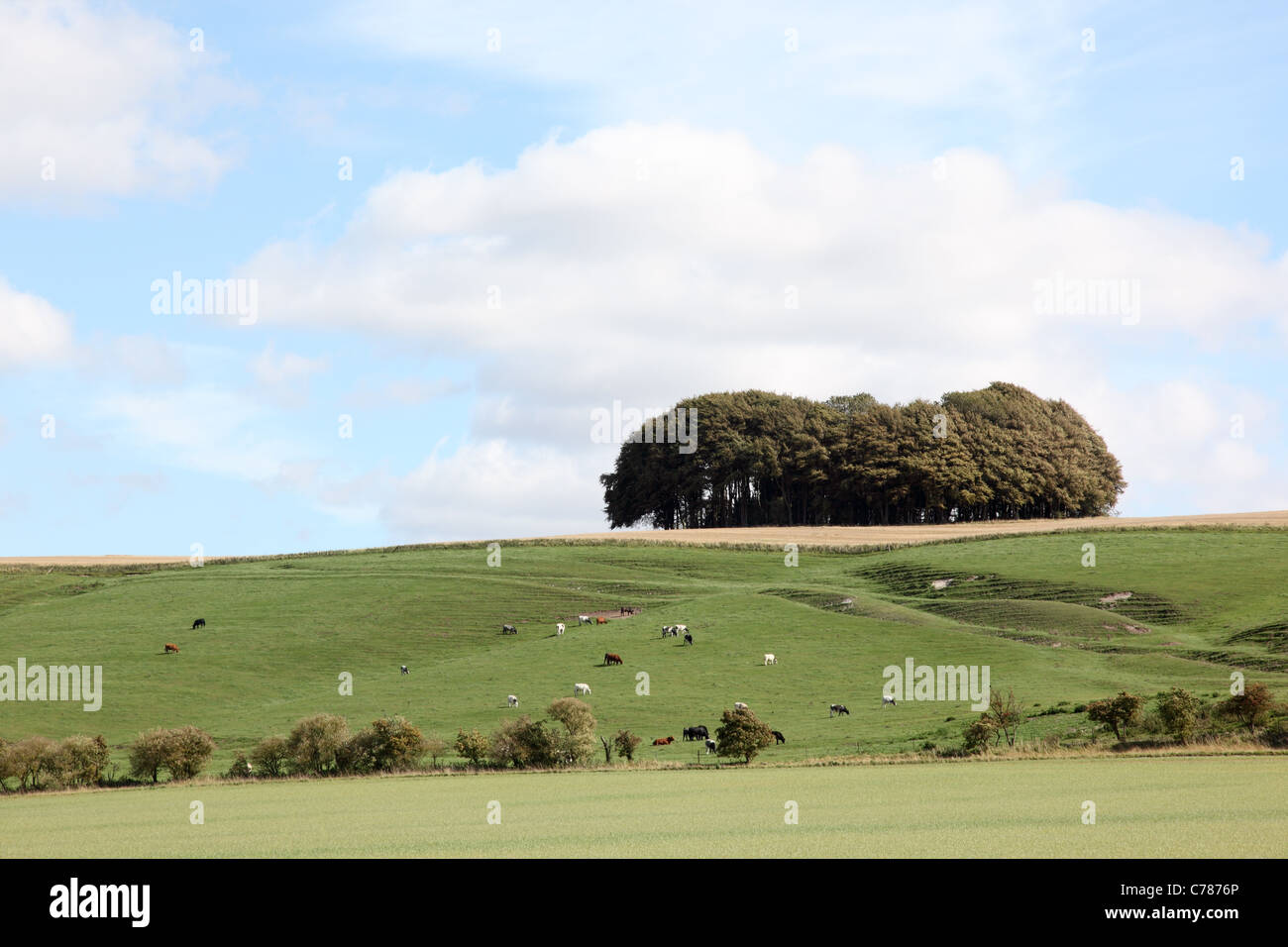 Hackpen Hill, Marlborough Downs, Wiltshire, Angleterre, Royaume-Uni Banque D'Images