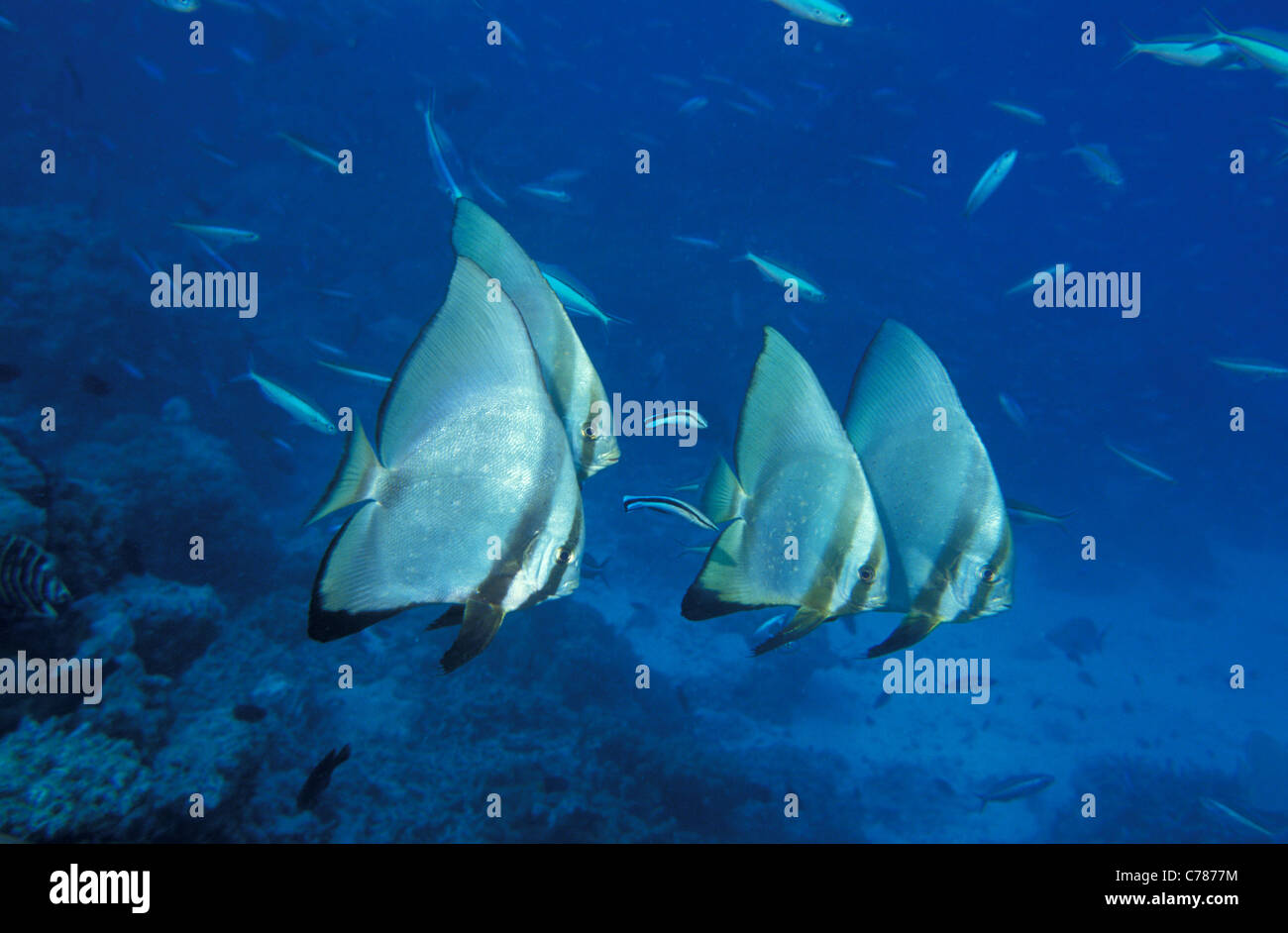 Dusky platax - Red-faced platax - globicéphale - platax platax Platax pinnatus pennées (hauts-fonds) sur un récif de corail Banque D'Images