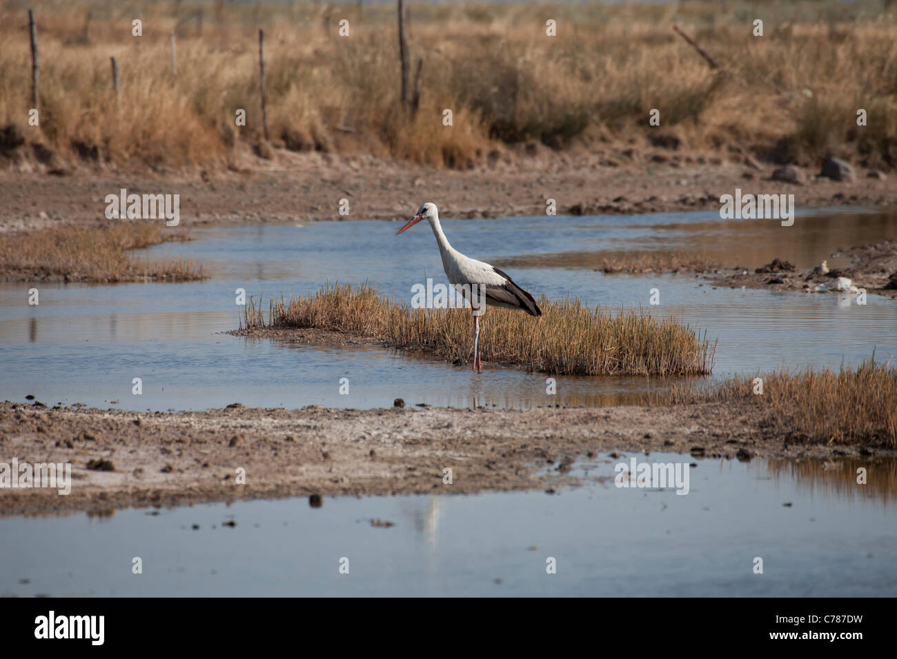 Cigogne blanche européenne, Ciconia ciconia Banque D'Images