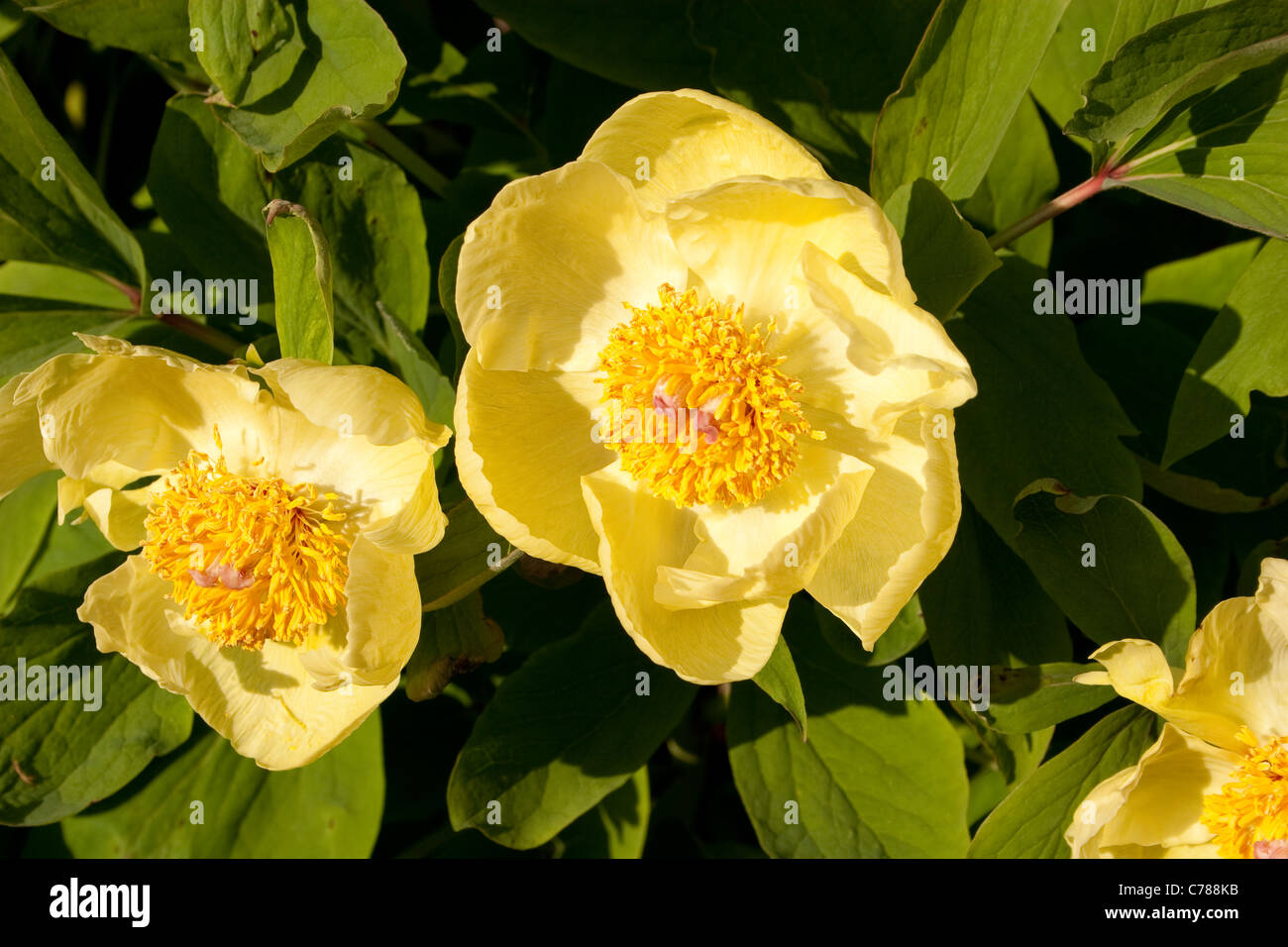 Arbuste Dété Fleur Jaune Hypericum Bloom Bright Colorful