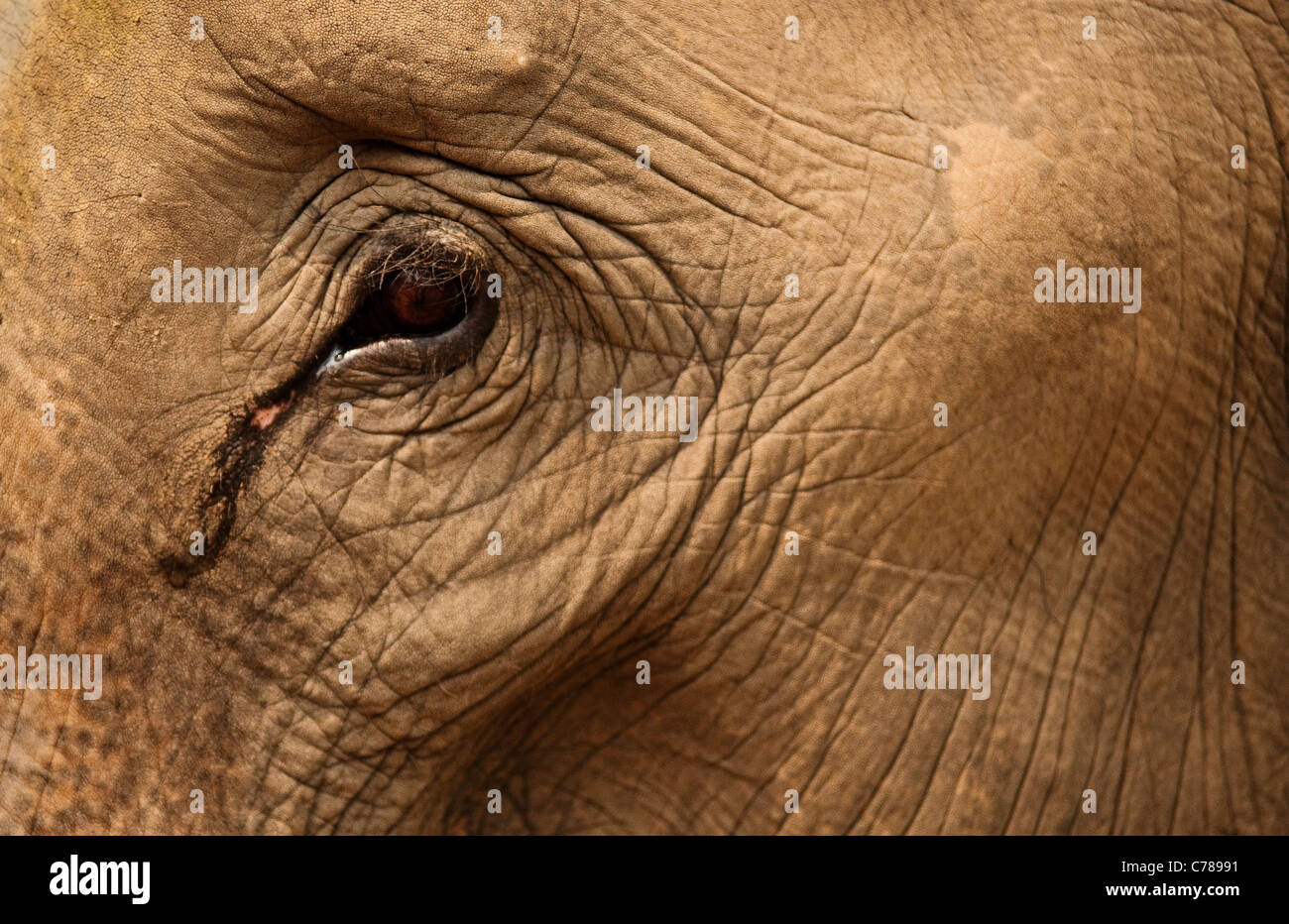 Close-up de l'oeil et de la peau de l'éléphant à ferme des éléphants Patara ; Chiang Mai, Thaïlande. Banque D'Images