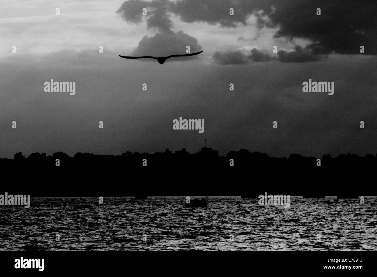 Mouette Héron au crépuscule Banque D'Images