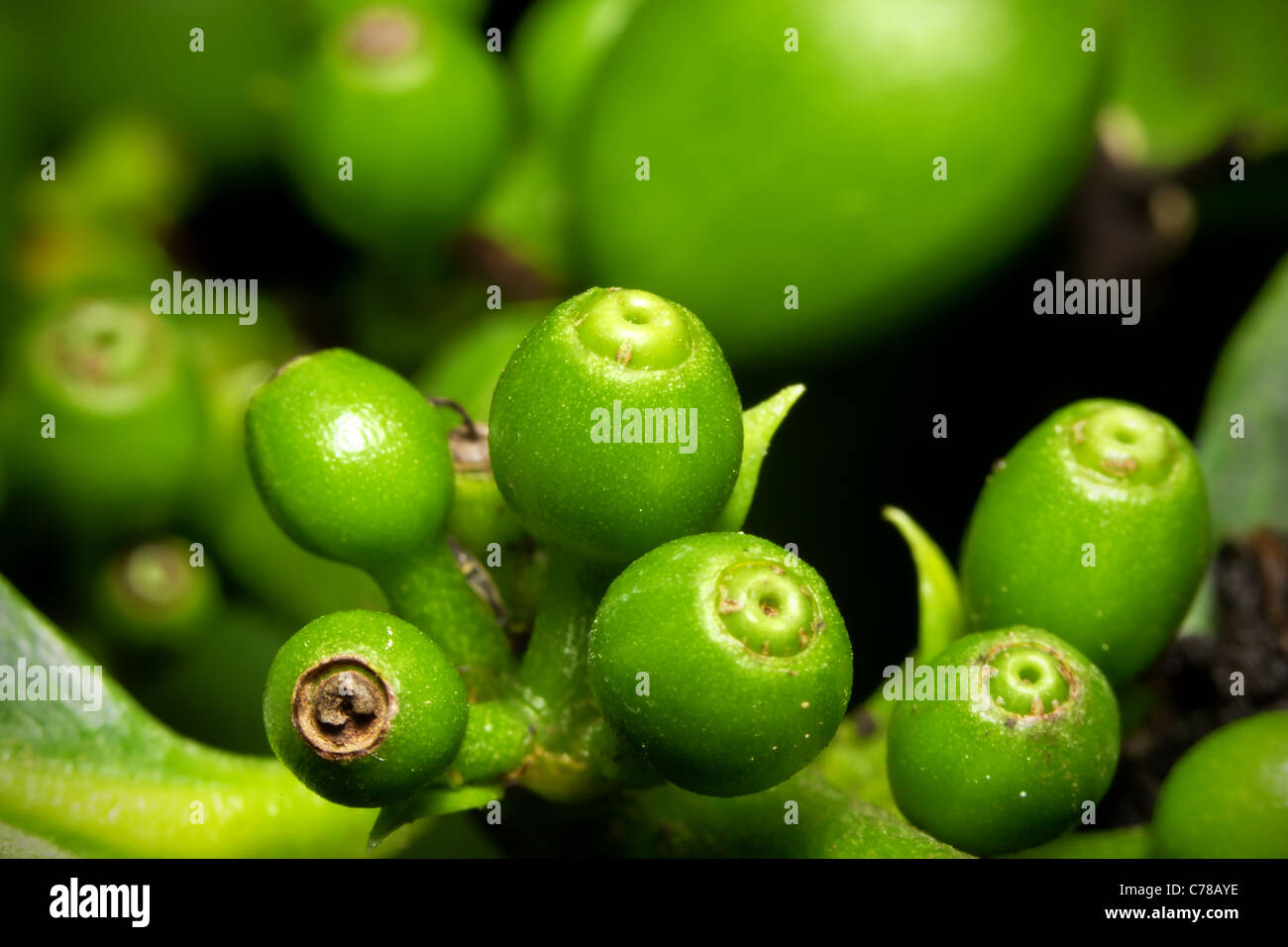 Très petite grappe de Fruits Café Vert Profondeur de champ à se concentrer sur les plus petits Banque D'Images