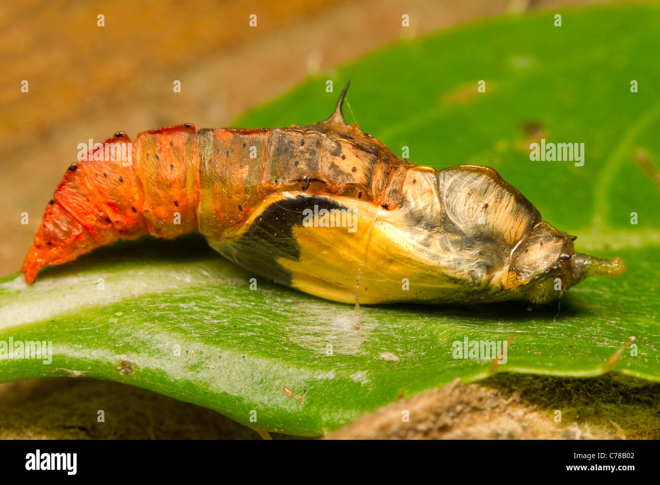 Le développement larvaire SUR UNE FEUILLE Banque D'Images