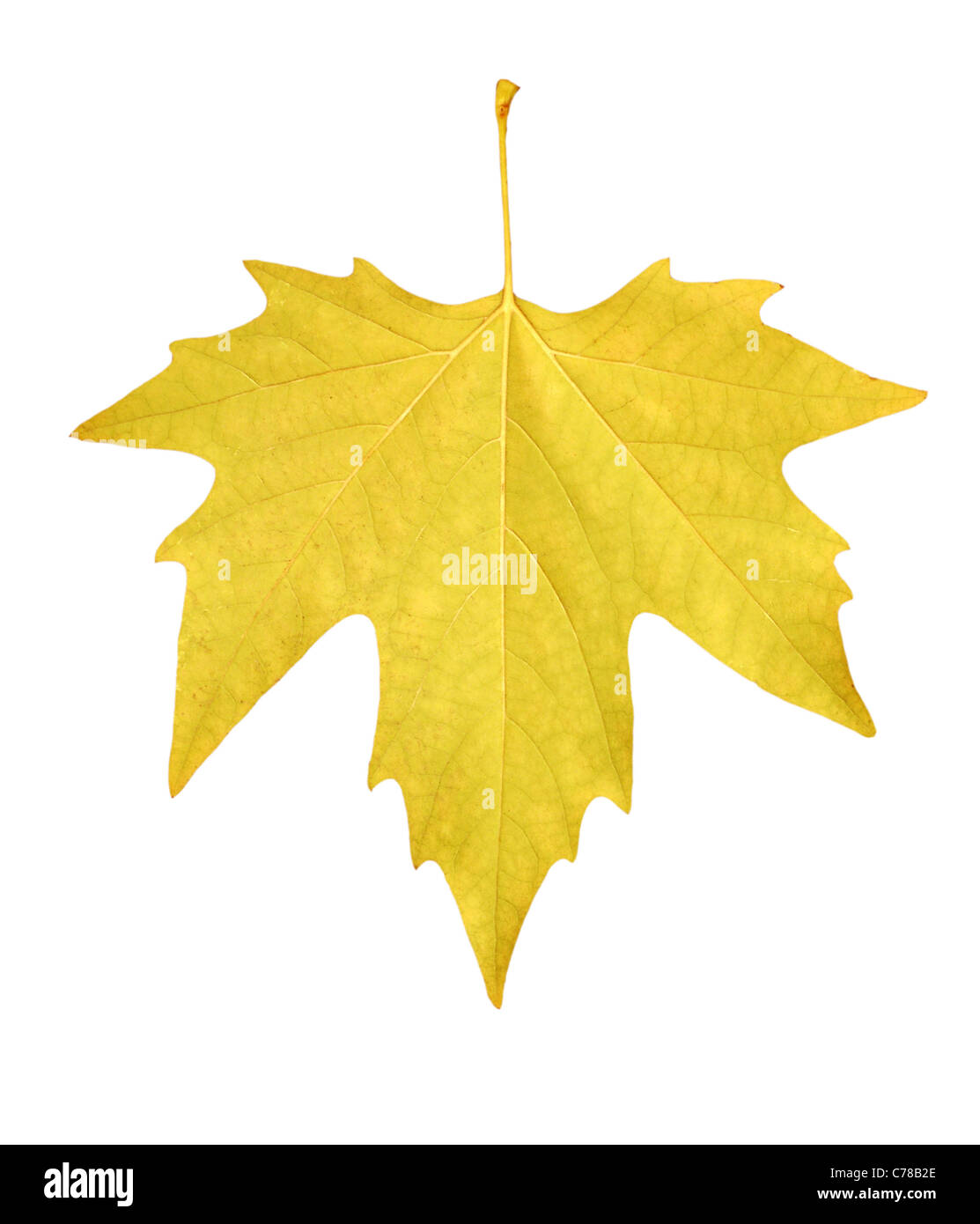 Feuille d'érable jaune Banque D'Images