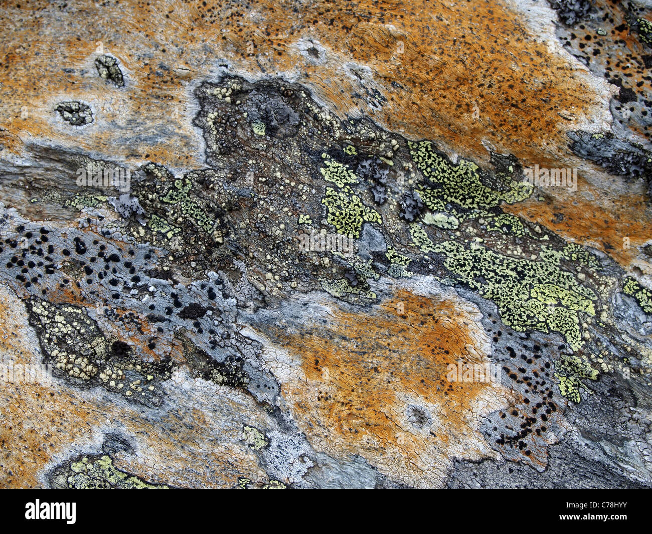 Lichen sur un rocher près de Finse, Norvège Banque D'Images