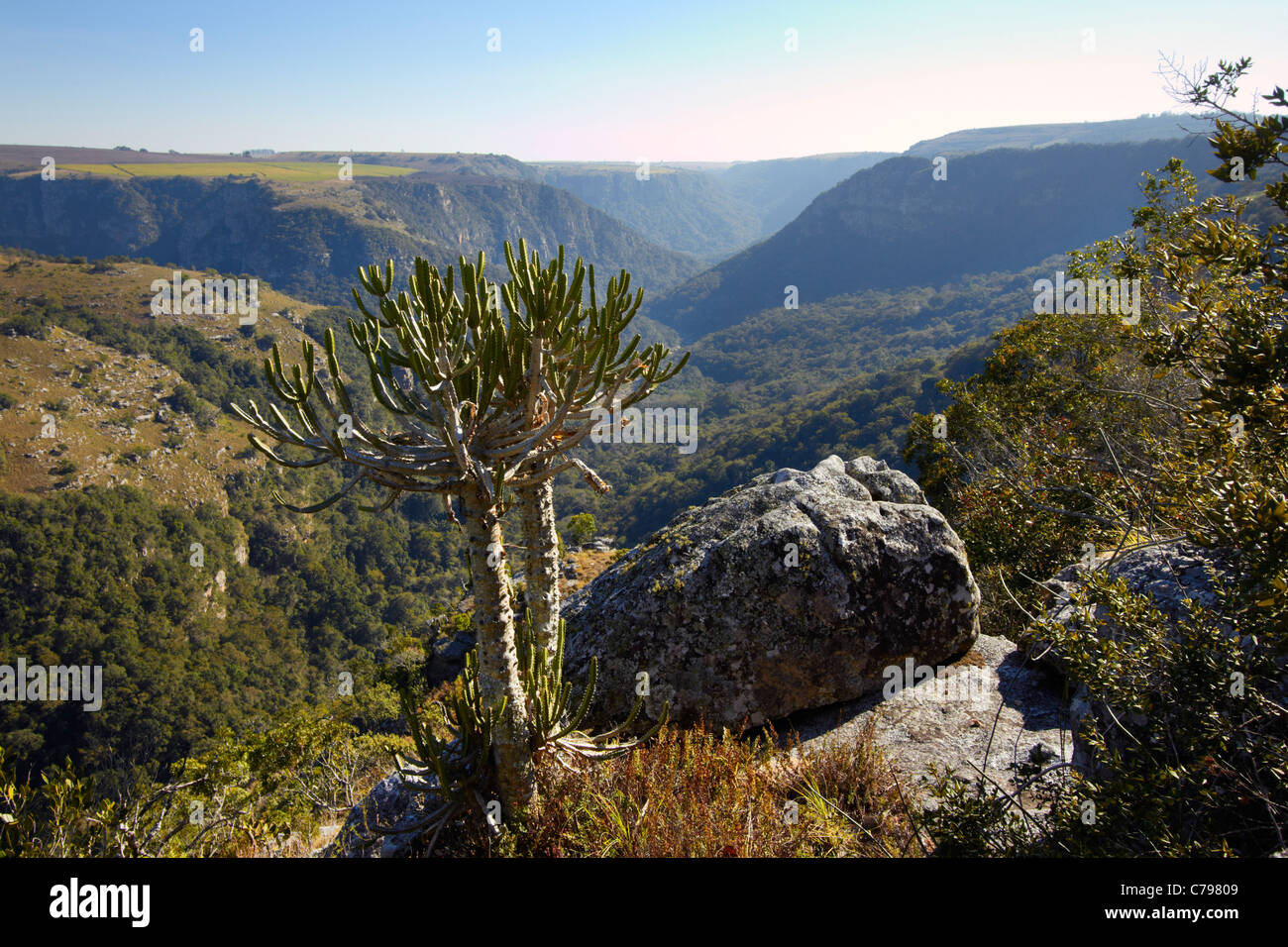 Réserve naturelle d'Oribi Gorge, près de Port Shepstone, KwaZulu-Natal, Afrique du Sud. Banque D'Images