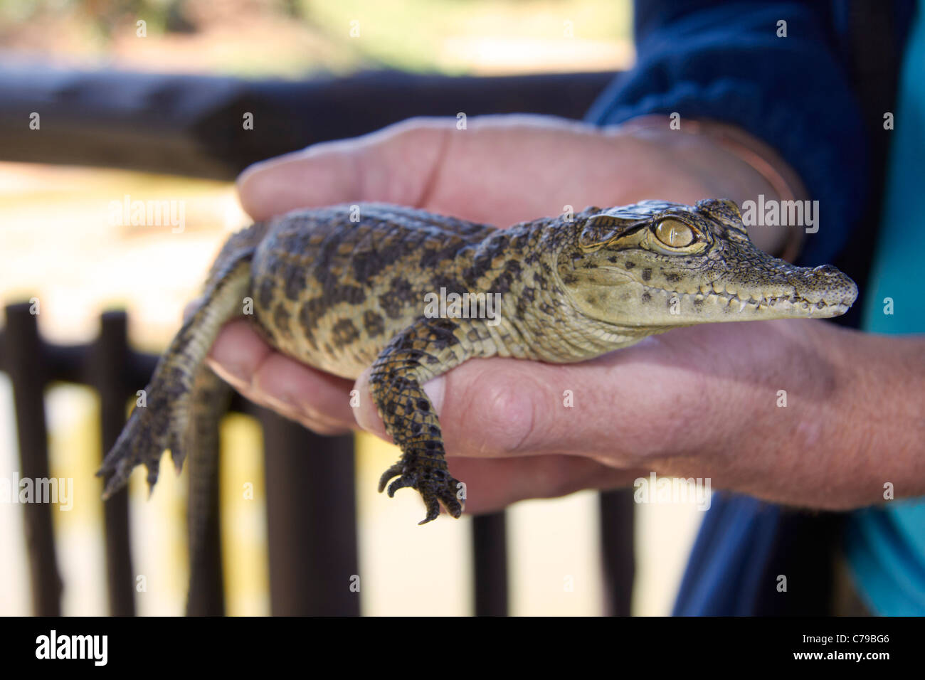 10-week old Crocodile du Nil à Scottburgh, près de Crocworld, KwaZulu-Natal, Afrique du Sud. Banque D'Images