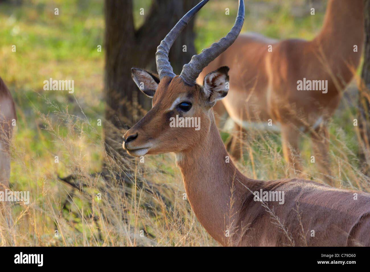 Impala mâle dans Tala Game Reserve, près de Pietermaritzburg, KwaZulu-Natal, Afrique du Sud. Banque D'Images