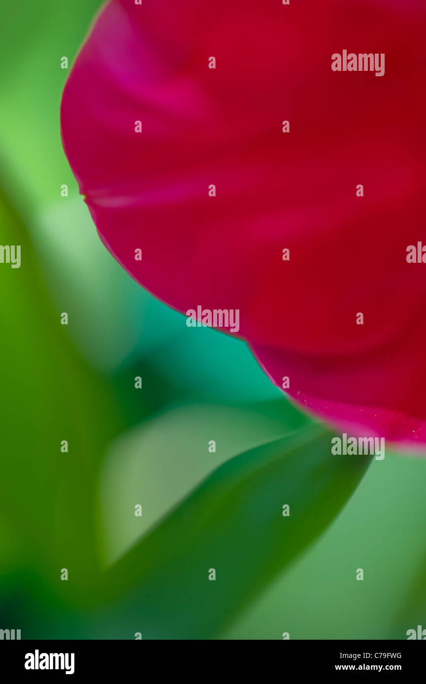 Soft & tulipes fleurs floues Banque D'Images