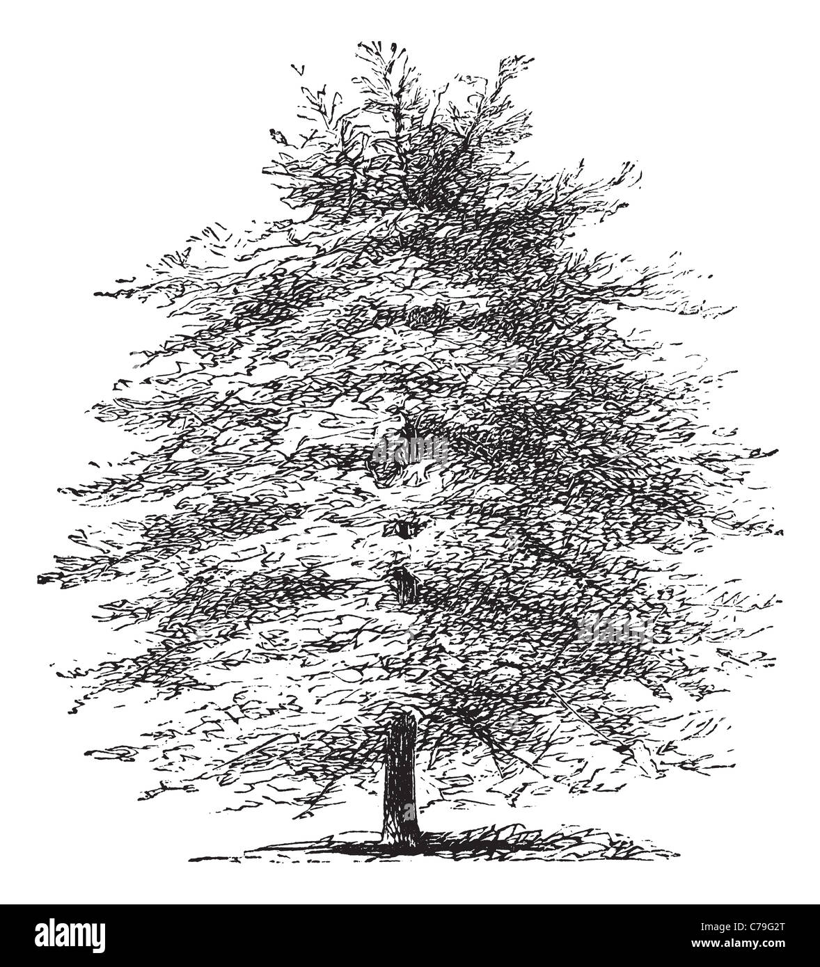 Cyprès Cupressus sempervirens horizontalis, ou la gravure d'époque. Vieille illustration gravée d'un cyprès italien. Banque D'Images