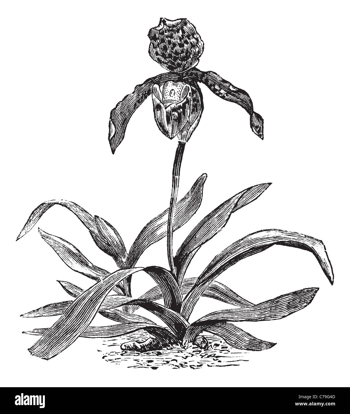Orchidées Paphiopedilum, gravure d'époque. Gravée ancienne illustration d'une orchidée Paphiopedilum montrant fleur. Banque D'Images