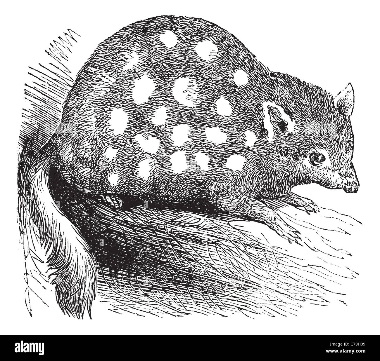 Eastern Quoll ou indigène Dasyurus viverrinus, Cat ou gravure vintage. Vieille illustration gravée d'un est de l'Quoll. Banque D'Images Eastern Quoll ou indigène Dasyurus viverrinus, Cat ou gravure vintage. Vieille illustration gravée d'un est de l'Quoll. Banque D'Images
