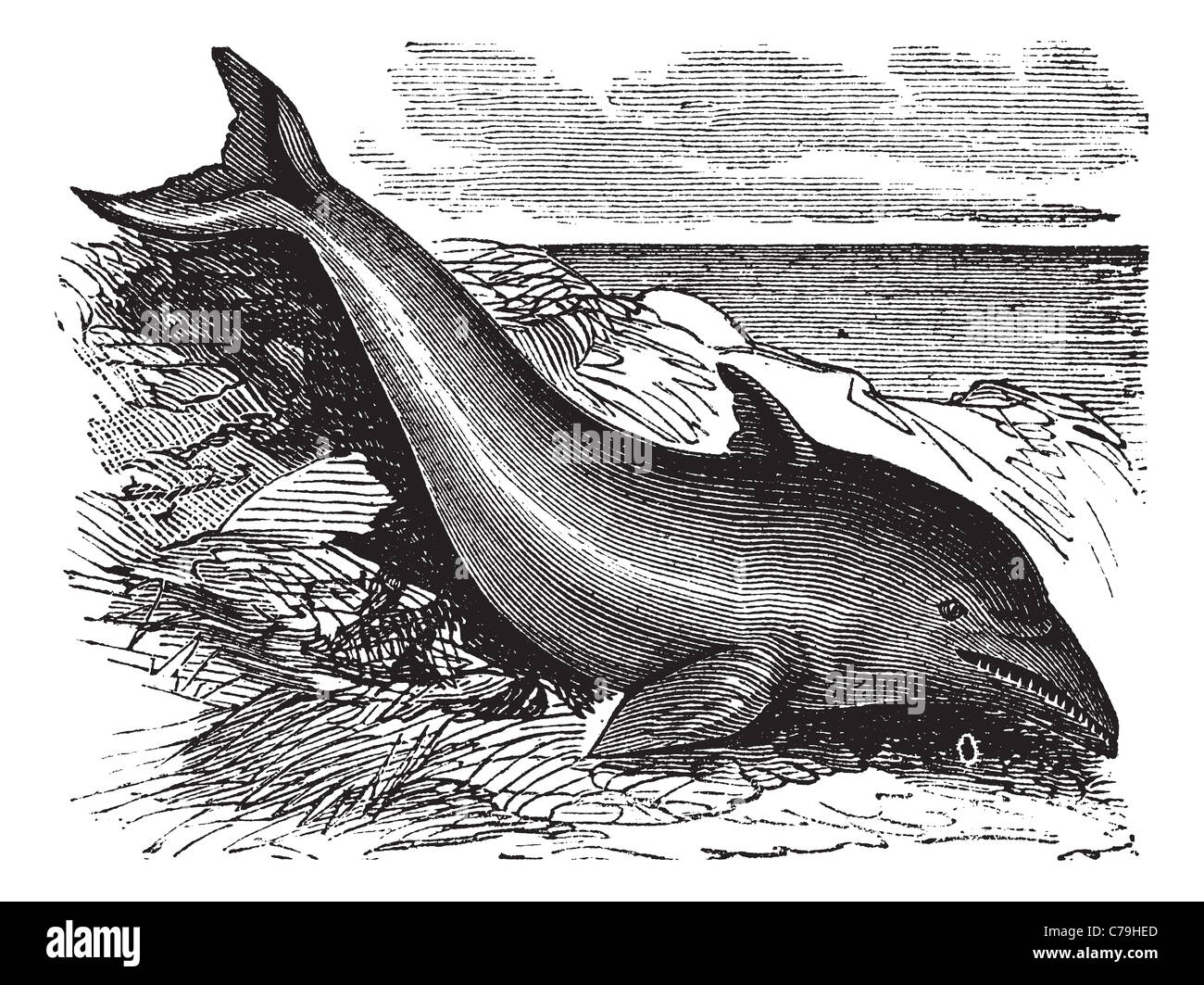 Ou Dauphin commun Delphinus delphis ou Delphinus capensis, gravure d'époque. Ancien gravé illustration d'un dauphin commun. Banque D'Images