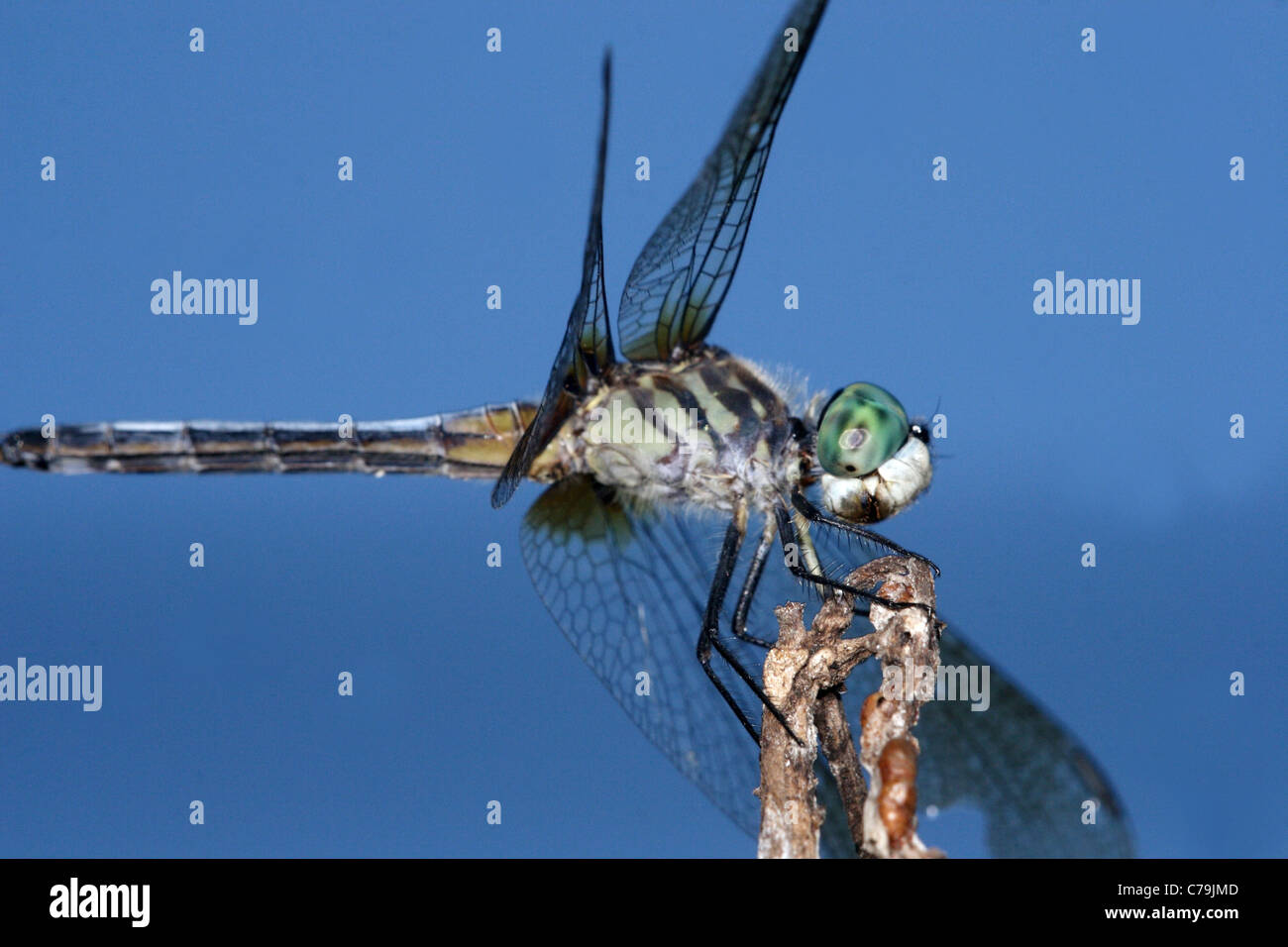 Blue Dasher Banque D'Images