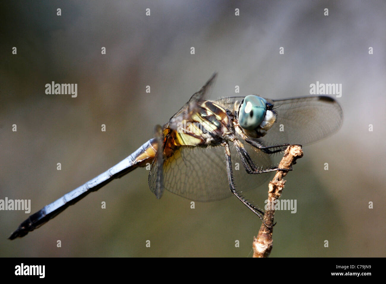 Blue Dasher Banque D'Images