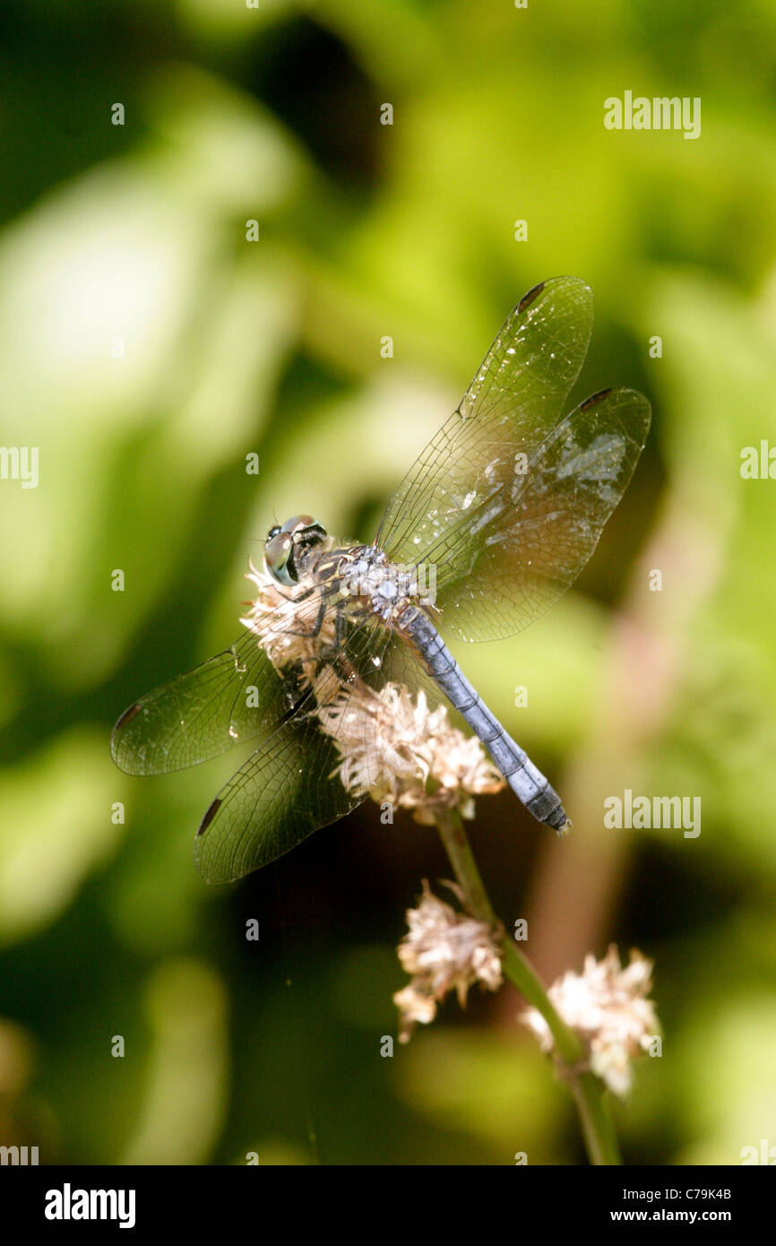 Blue Dasher Banque D'Images