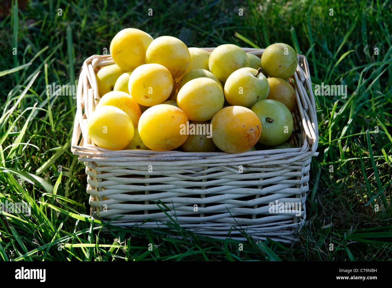 La récolte des prunes dans un panier, variété : Reine Claude d'Oullins  (Prunus domestica). Suzanne's garden (Mayenne, pays de la Loire, France  Photo Stock - Alamy
