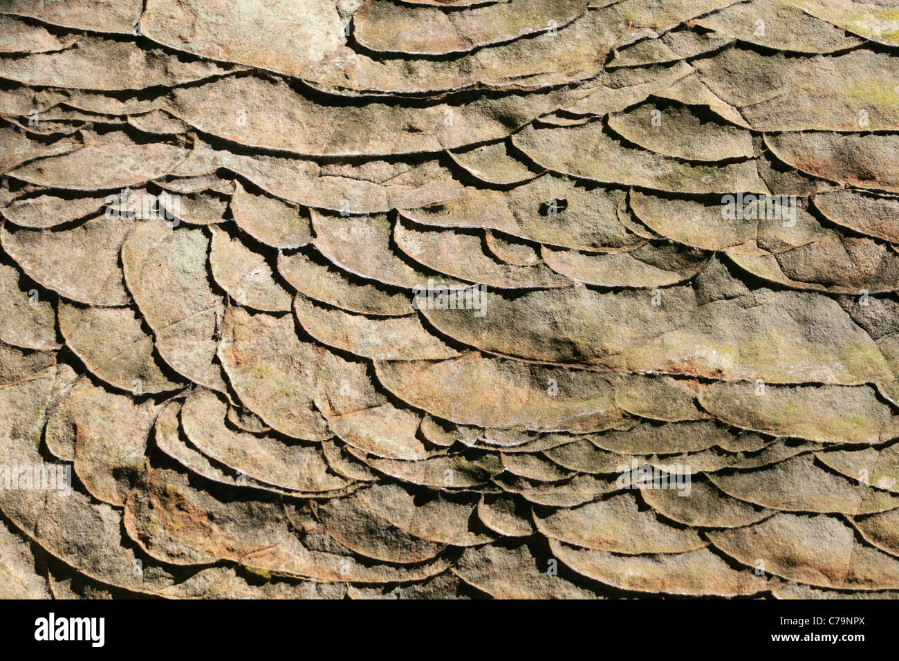 Avec surface de grès formant des crêtes de la limonite pattern des poissons Banque D'Images