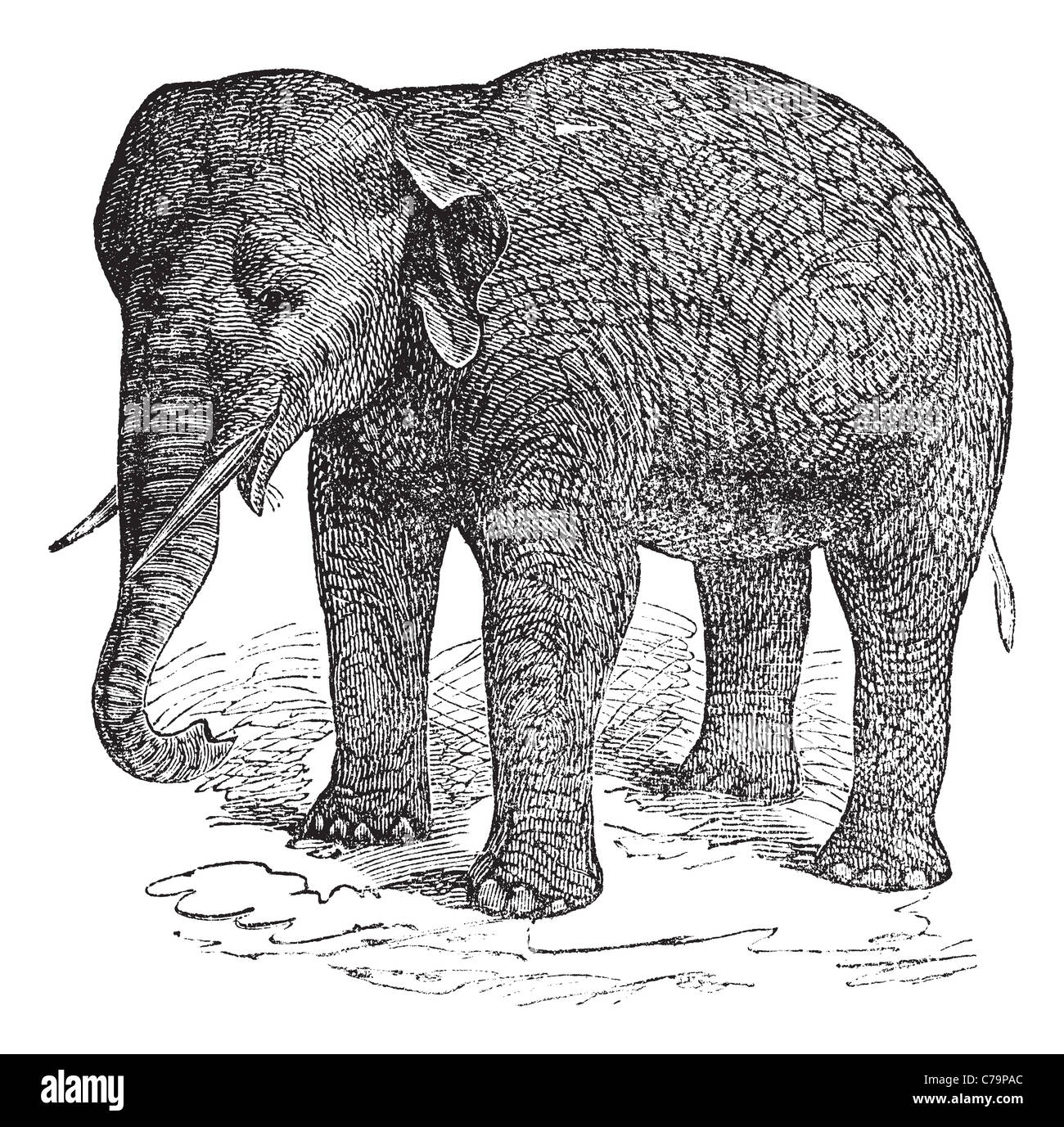 Ou de l'éléphant d'Asie Elephas maximus, vintage la gravure. Vieille illustration gravée d'un éléphant d'Asie ou Elephas maximus. Banque D'Images