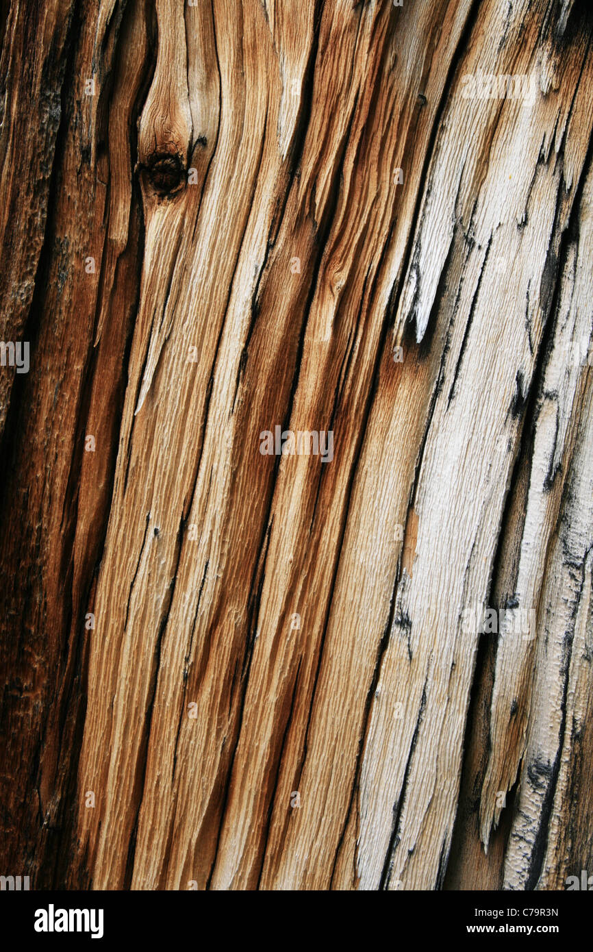 Des éclats de bois de pin gris de fond de coffre Banque D'Images