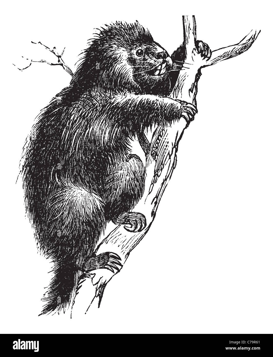 Porc-épic commun ou porc-épic d'Amérique du Nord, la gravure d'époque. Vieille illustration gravée d'un porc-épic. Banque D'Images