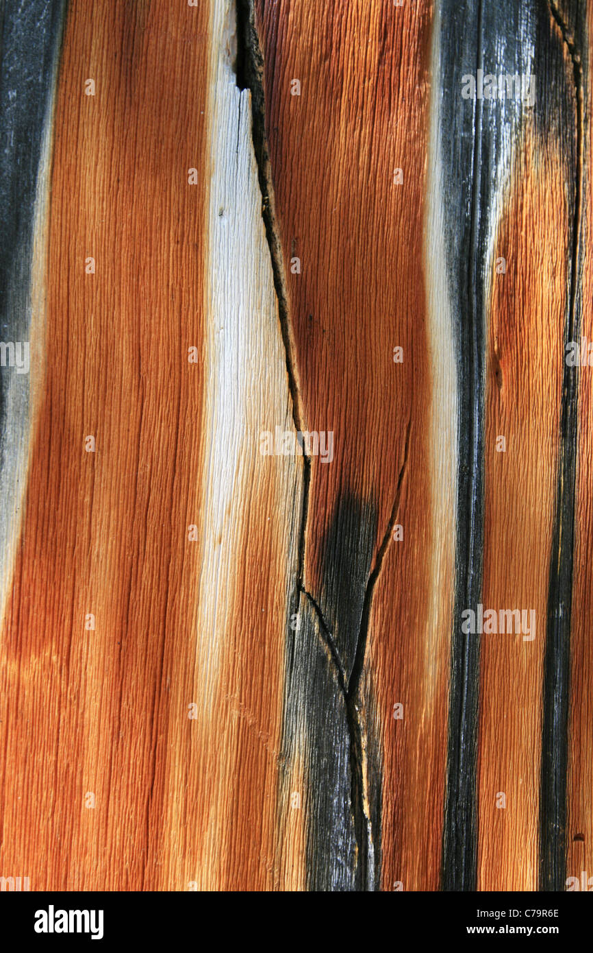 Tronc de pin vieilli texture de fond en bois Banque D'Images