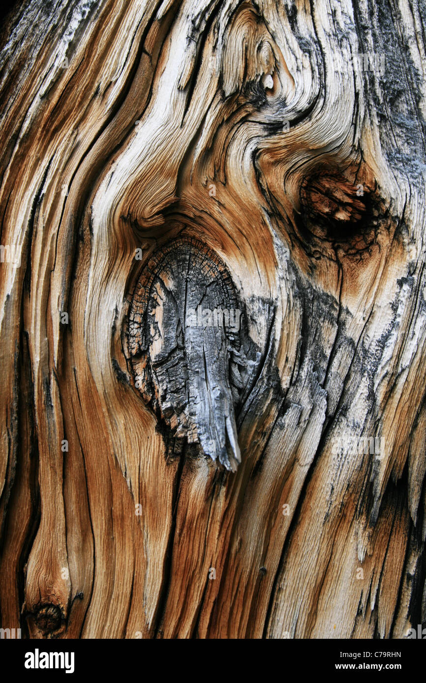 Bois de pin de tronc d'arbre mort de l'ancien noeud branch Banque D'Images