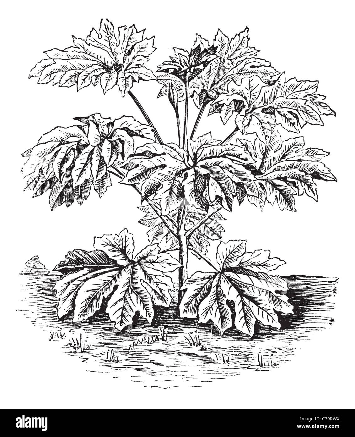 Usine de papier de riz ou de Tung-tsau ou papyriferus Tetrapanax, gravure d'époque. Gravée ancienne illustration d'une usine de papier de riz. Banque D'Images