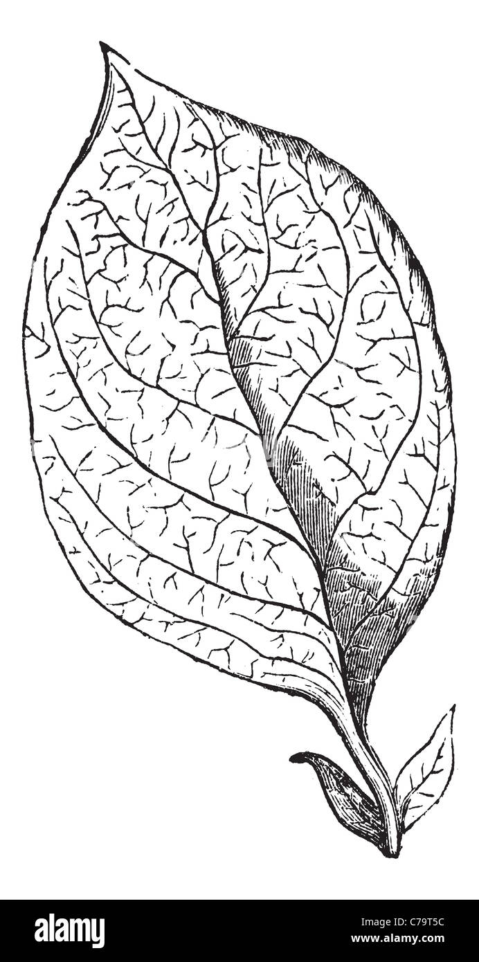 Nervation réticulée, feuille vintage la gravure. Gravée ancienne illustration d'une nervation réticulée Feuille. Banque D'Images