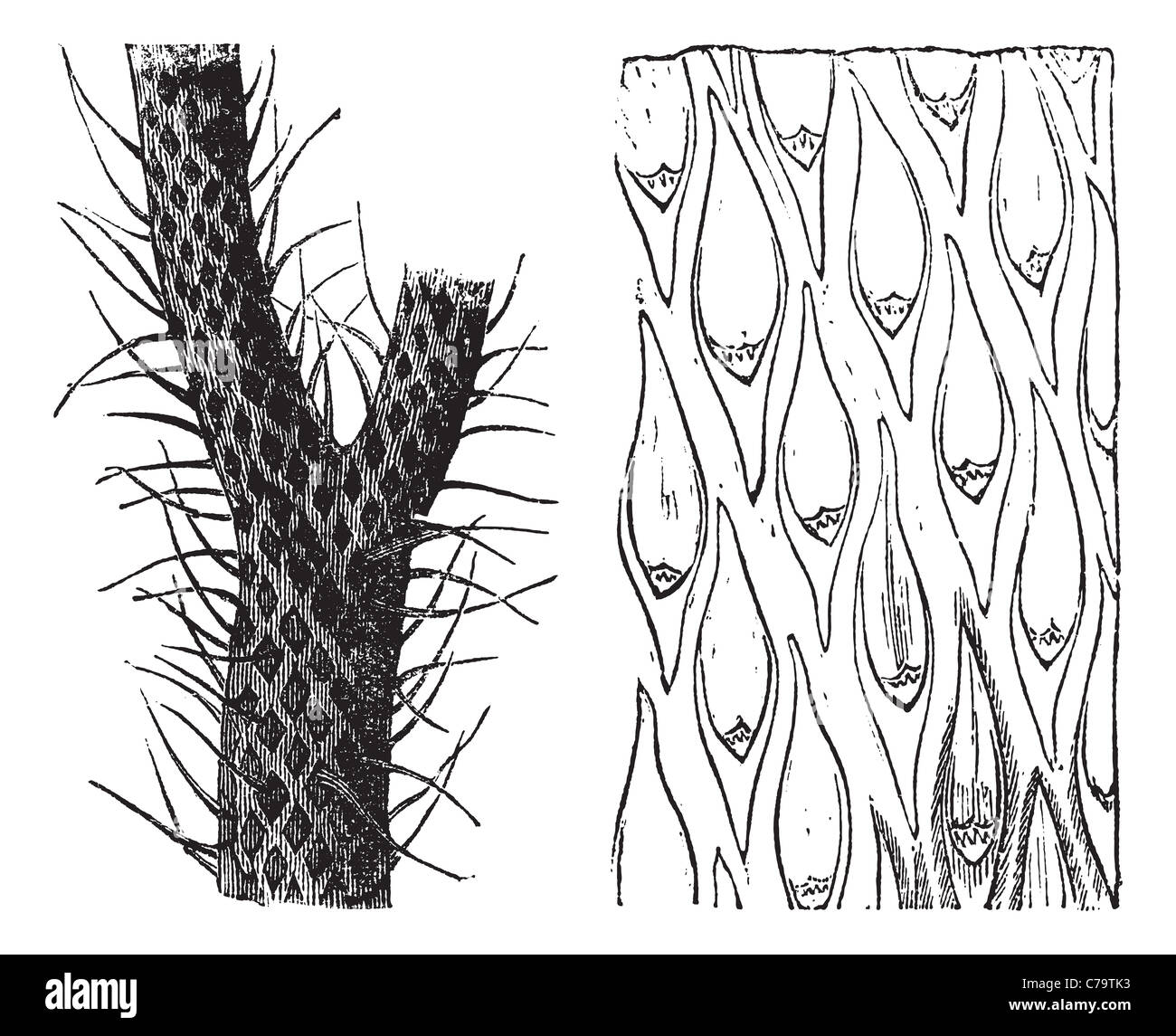 Lepidodendron, gravure d'époque. Vieille illustration gravée de Lepidodendron, une espèce d'arbre primitif-comme plante. Banque D'Images