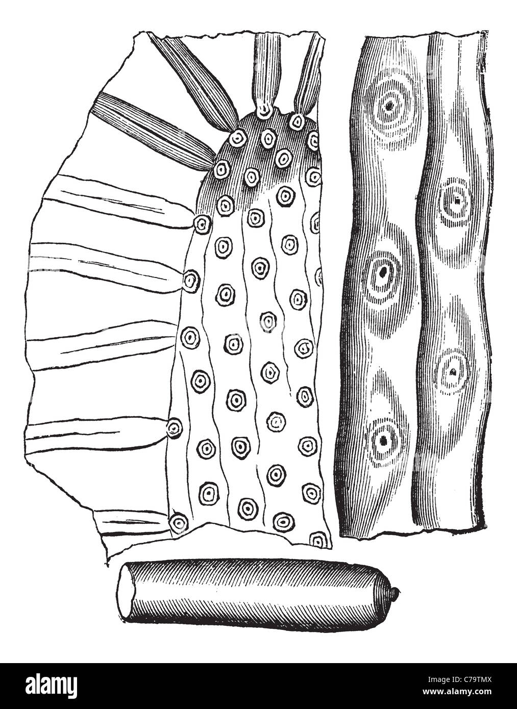 Stigmaria, gravure d'époque. Vieille illustration gravée de Stigmaria, une ramification primitive racine d'arbre. Banque D'Images