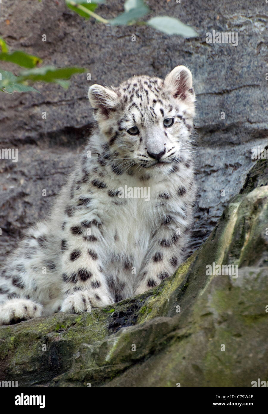 Snow Leopard cub mâle Banque D'Images