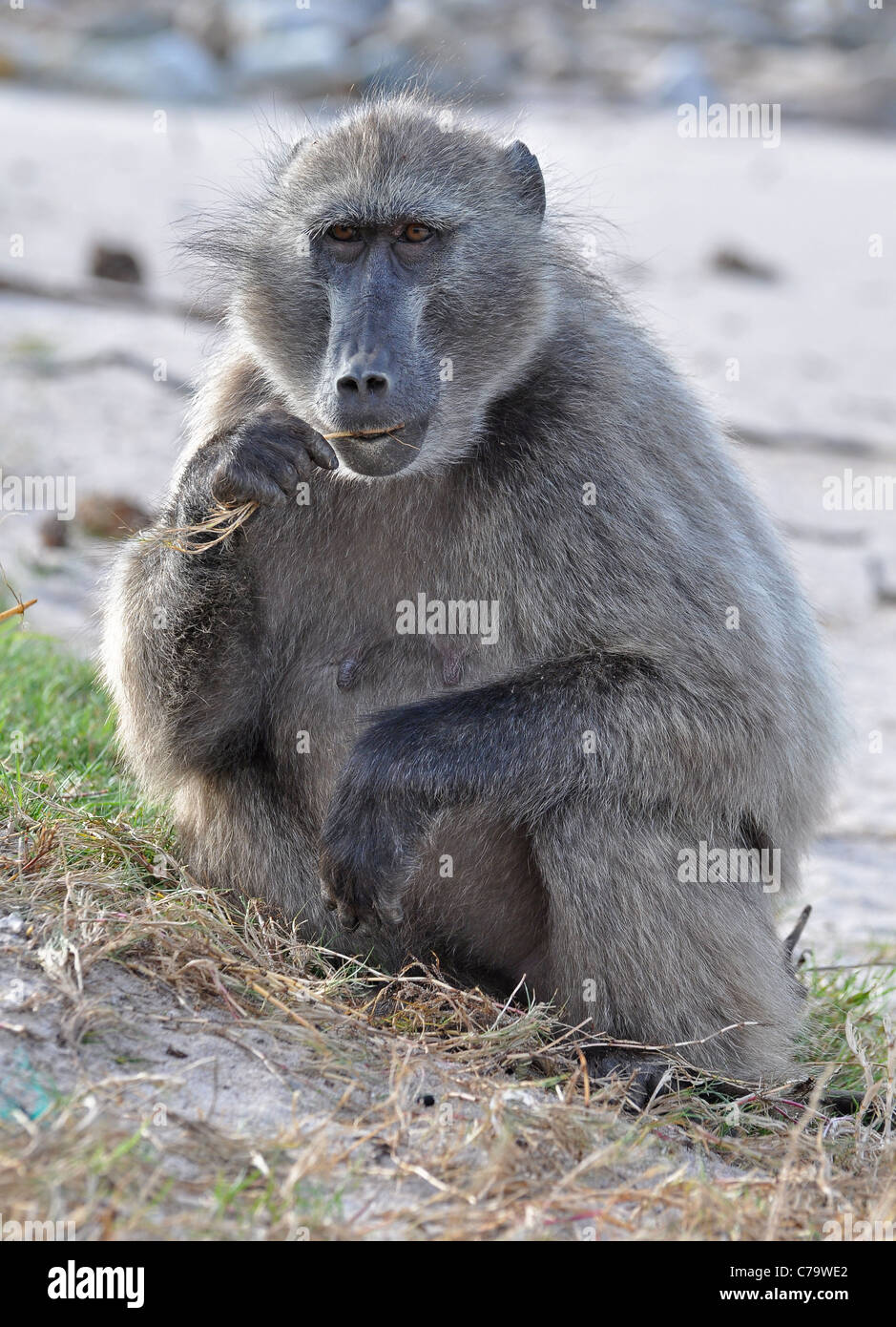 Des babouins Chacma, afrique du sud Banque D'Images